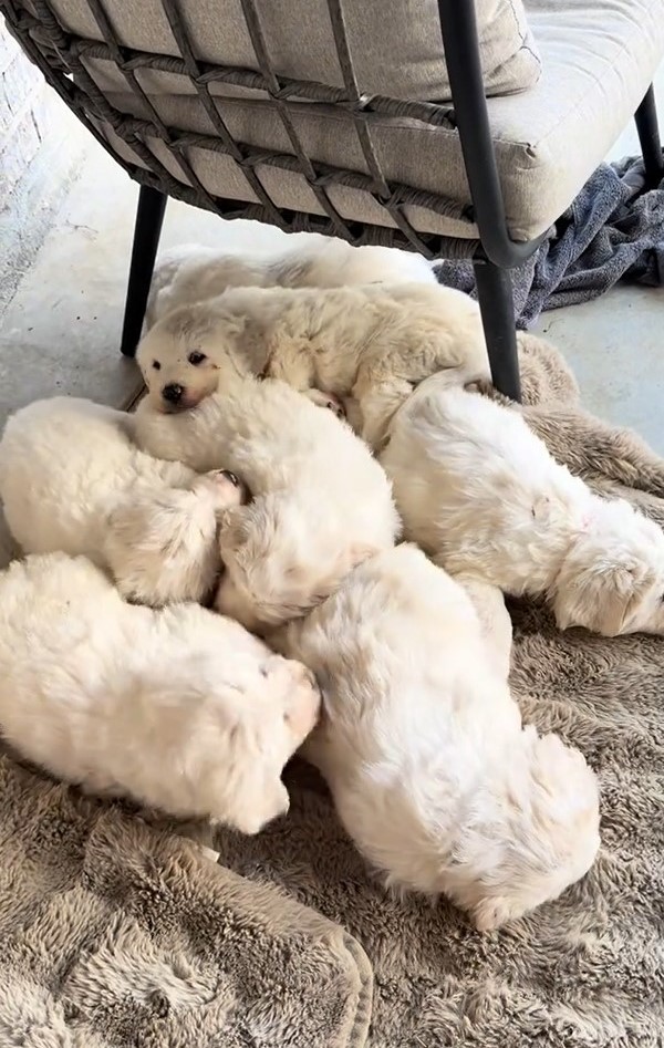 adorable white puppies