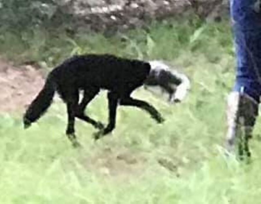 animal with jar on head