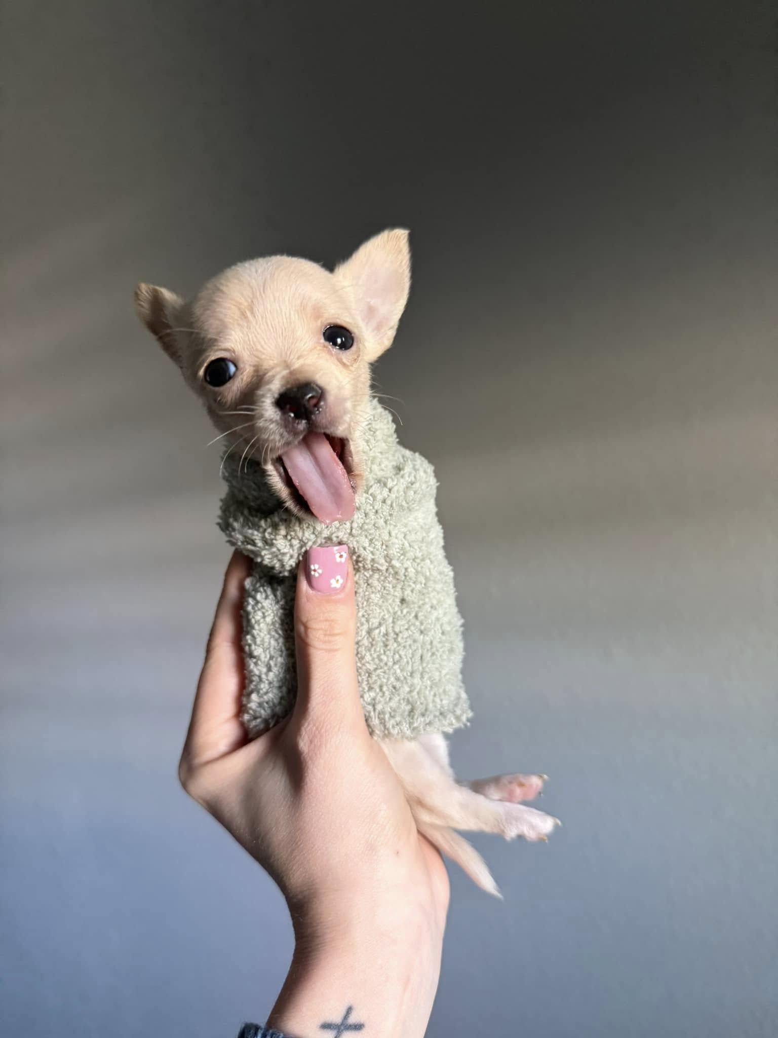 baby chihuahua