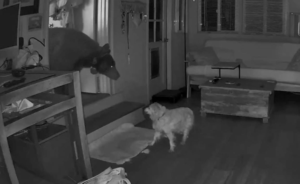bear and dog