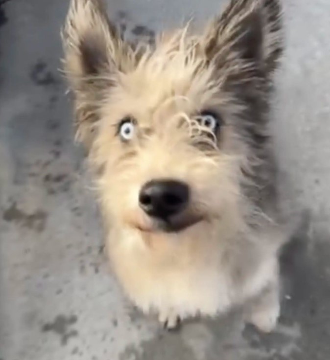 beautiful blind dog