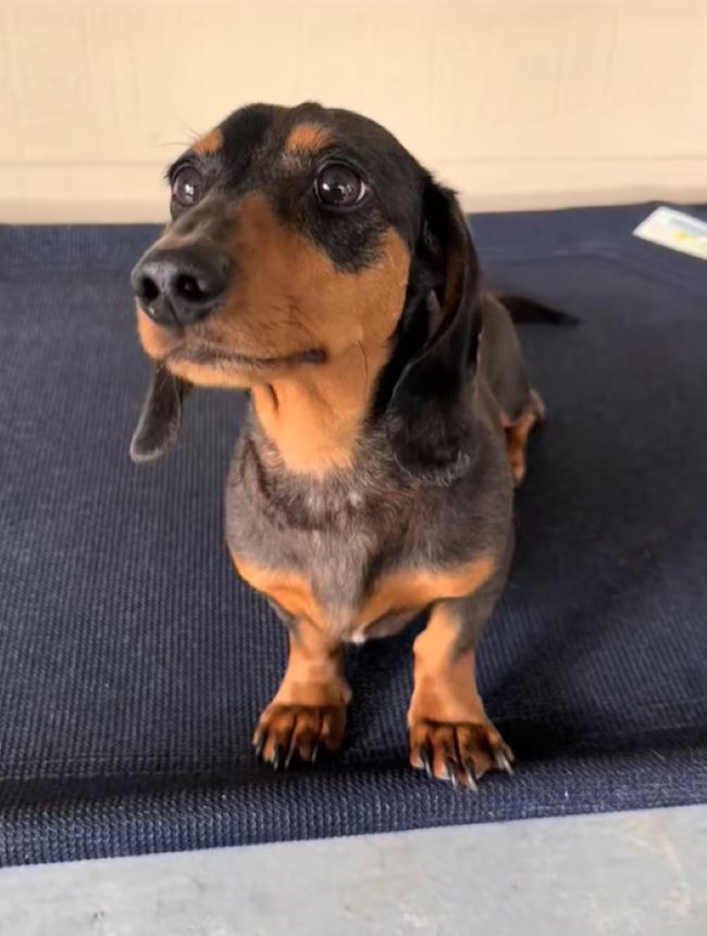 beautiful dog