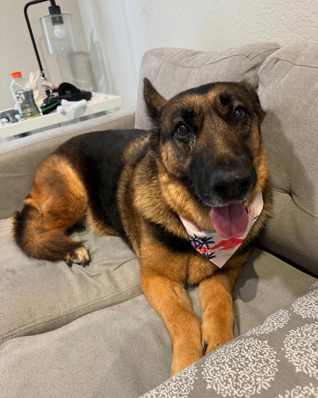 beautiful german shepherd