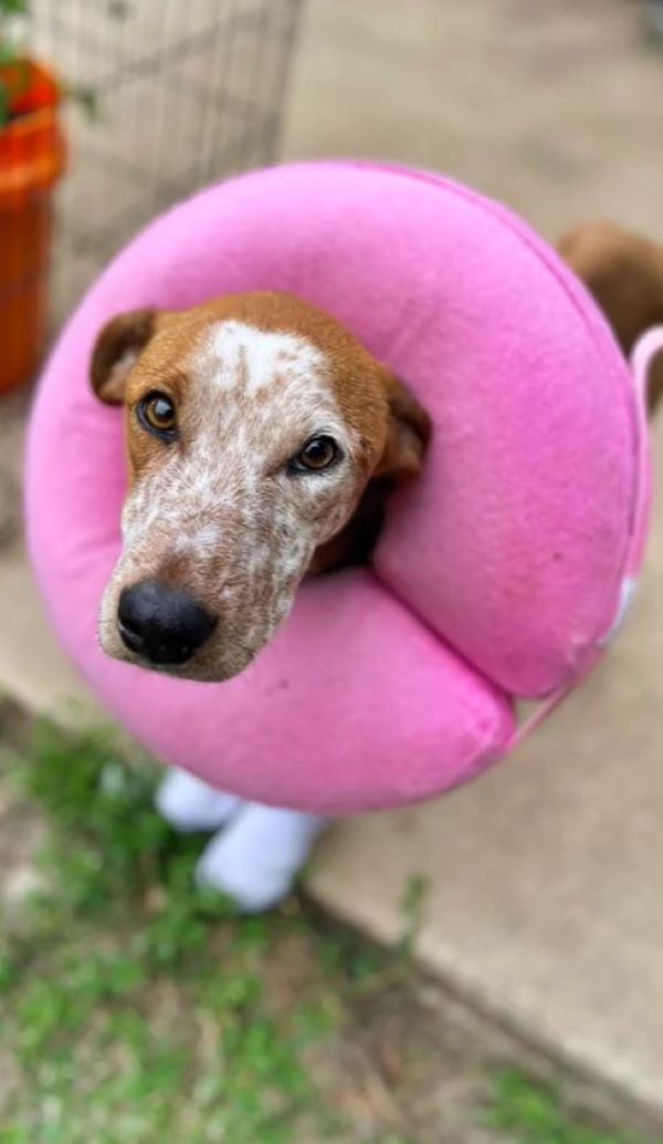beautiful senior dog