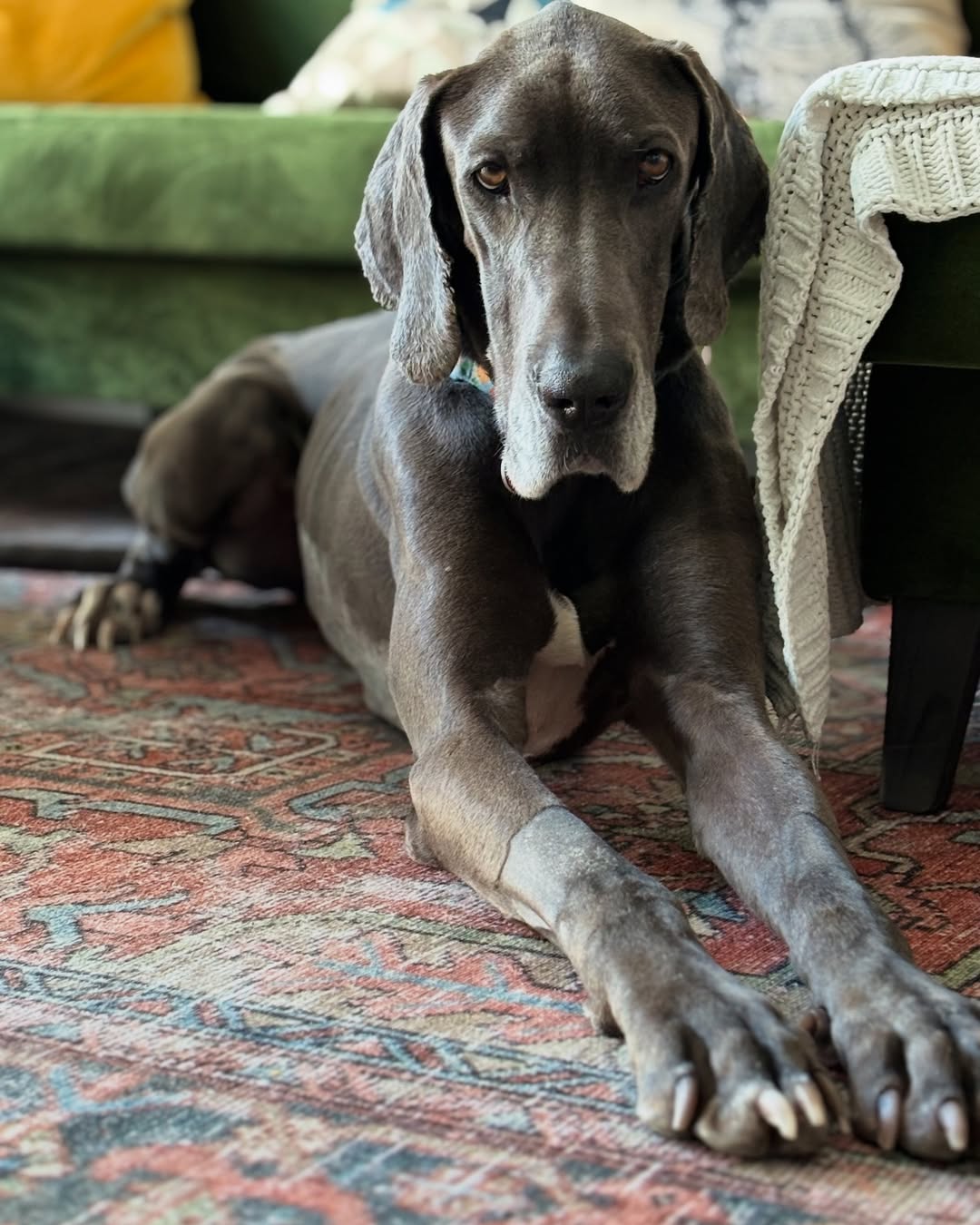 beautiful senior dog