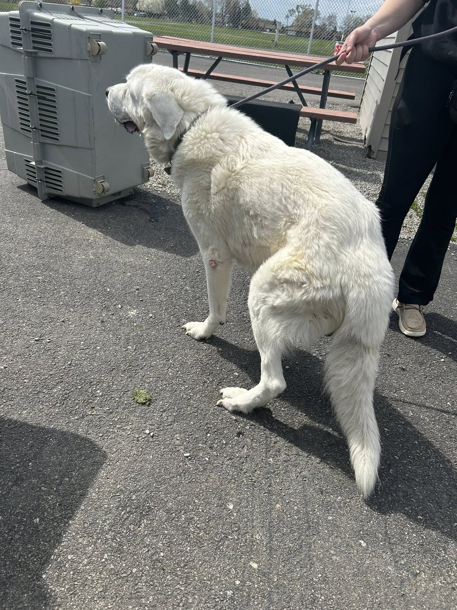 beautiful white dog