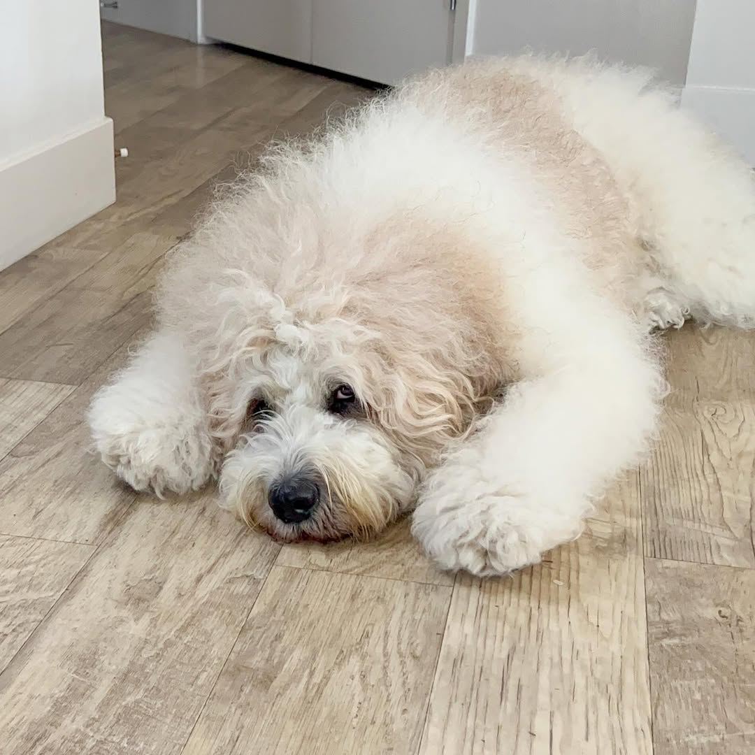 big white dog laying down