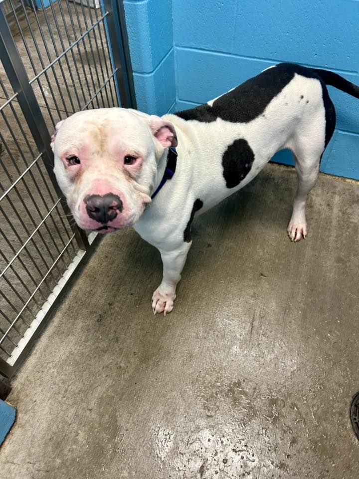 black and white dog in cage