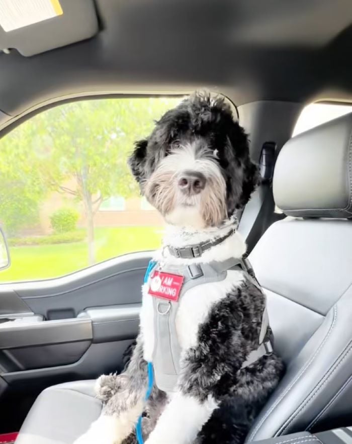 black and white dog in car