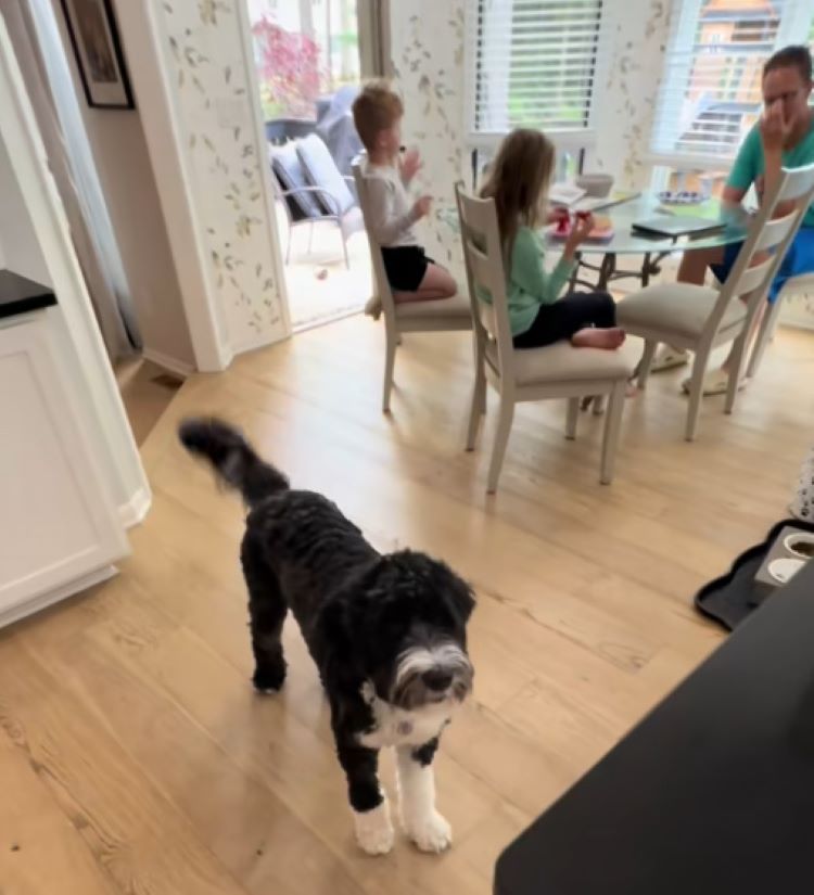 black and white dog in house