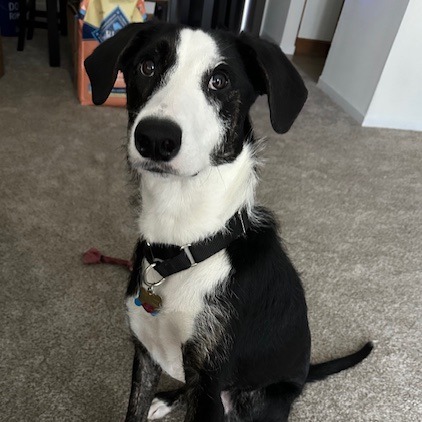black and white dog