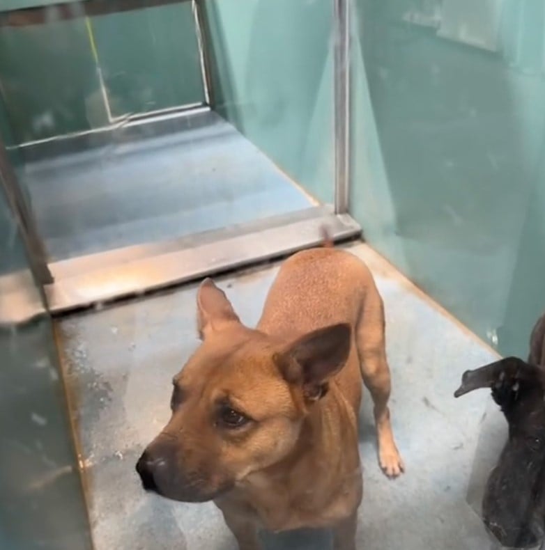 black dog and brown dog in shelter