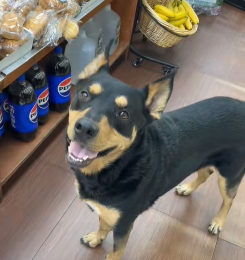 black dog in store