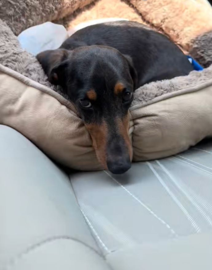black dog laying on couch