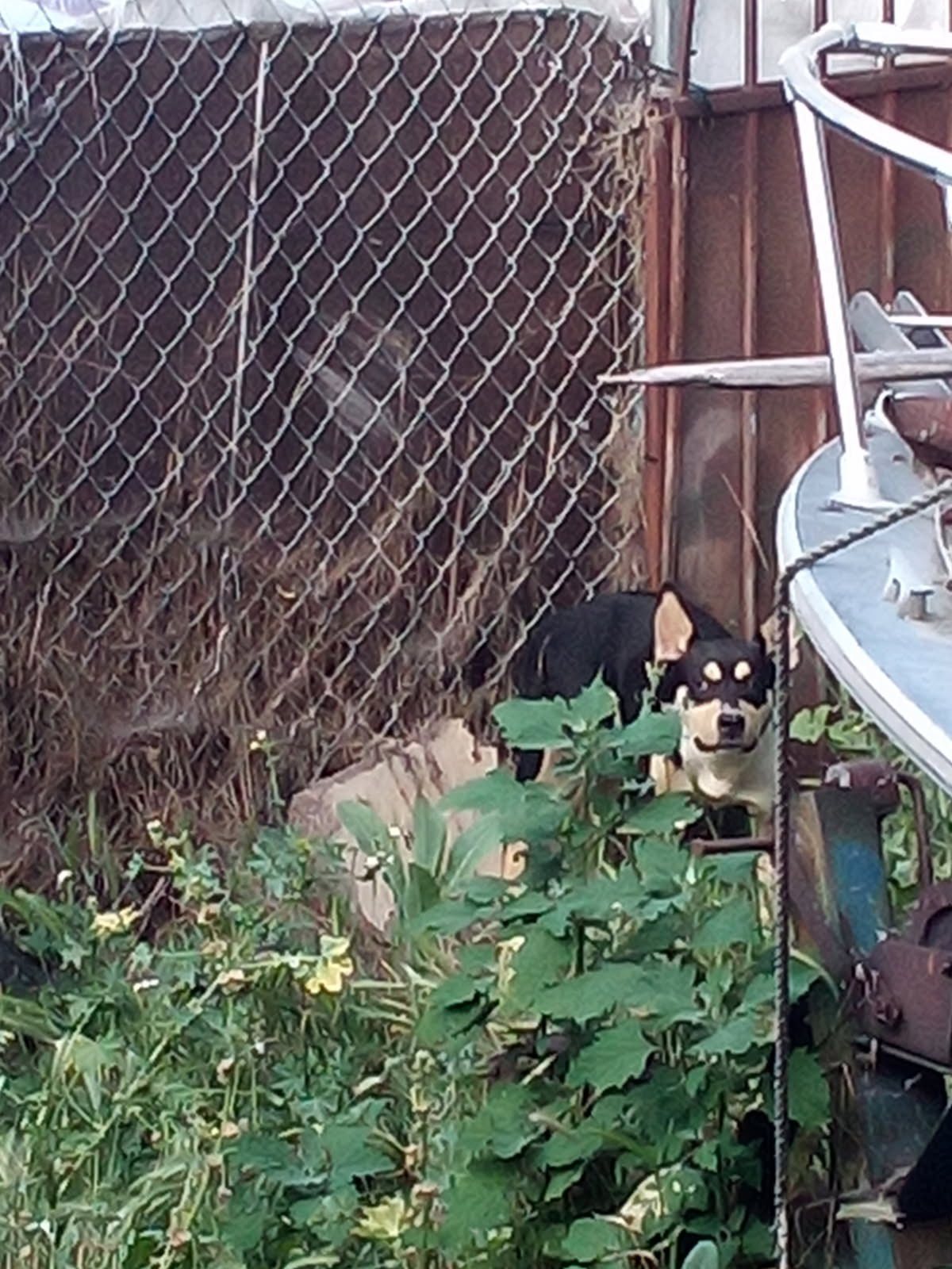 black dog near fence