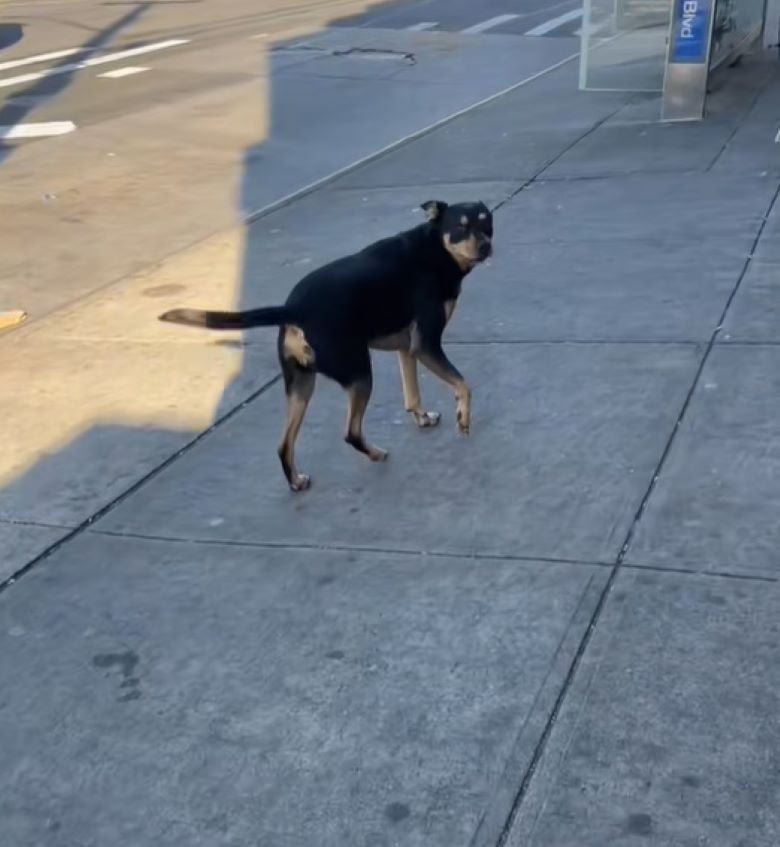 black dog on street
