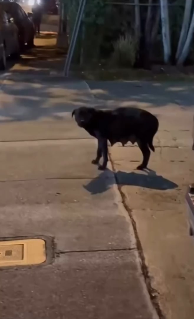 black dog on street