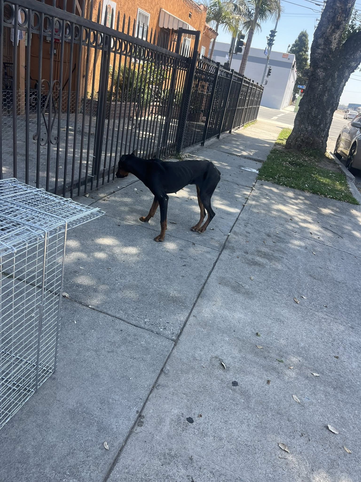 black dog on street