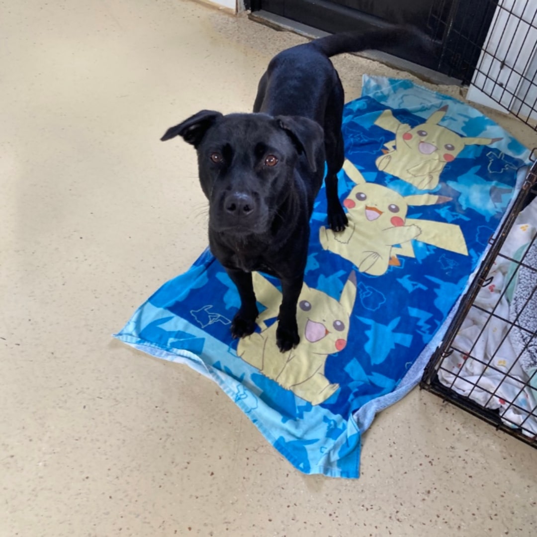 black dog on towel