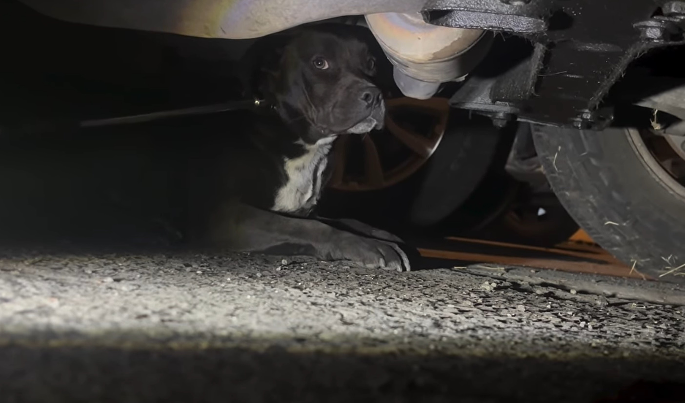 black dog under car