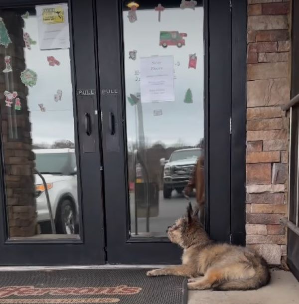 blind dog laying down