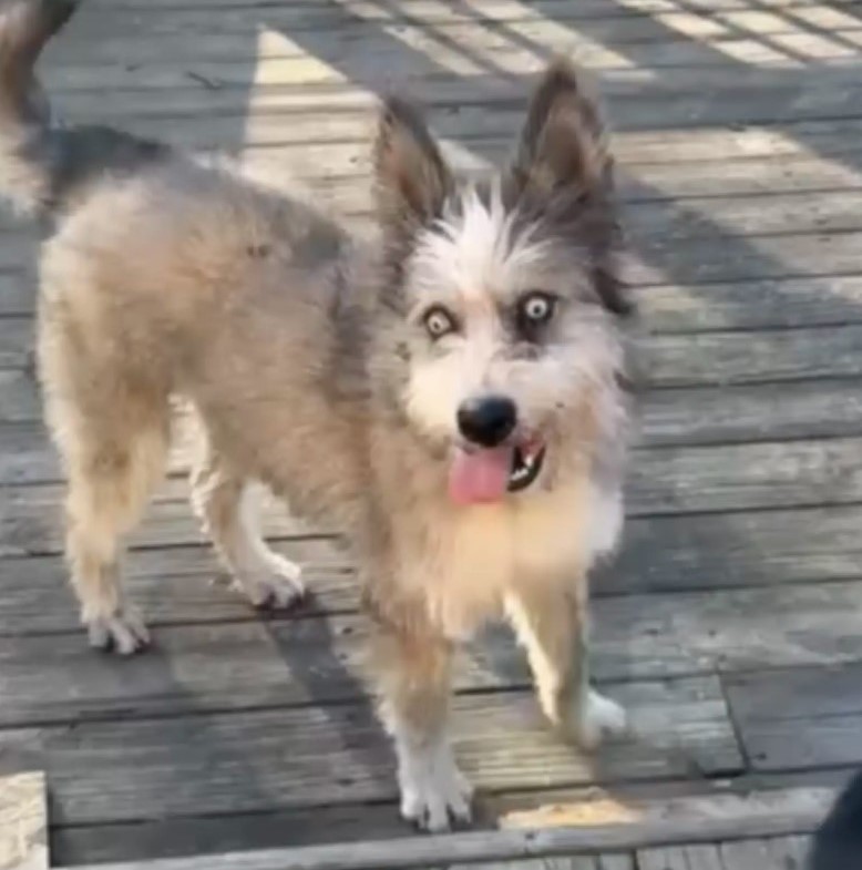 blind dog