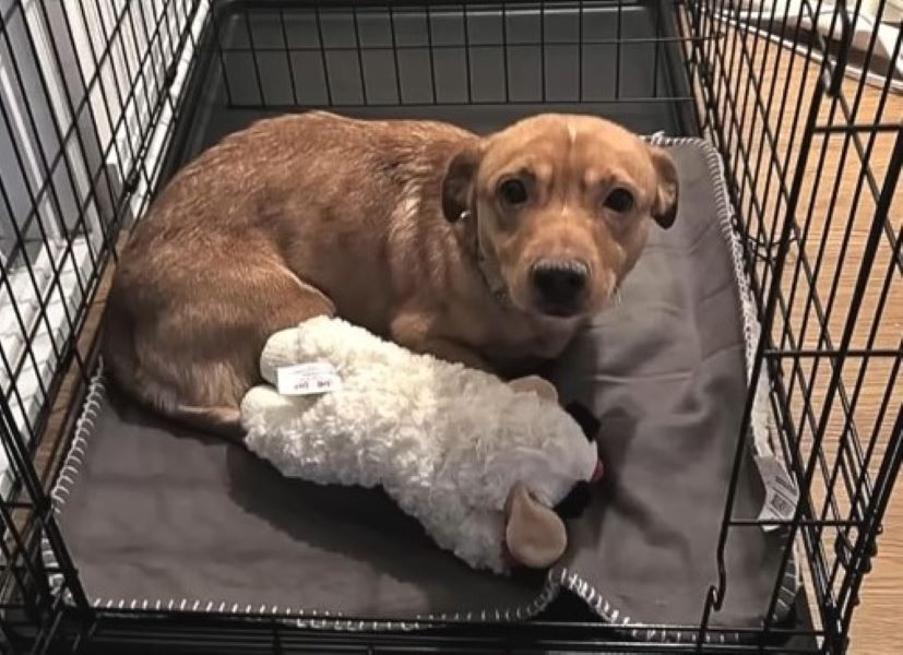 brown dog and puppy