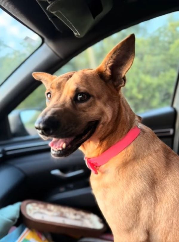 brown dog in car