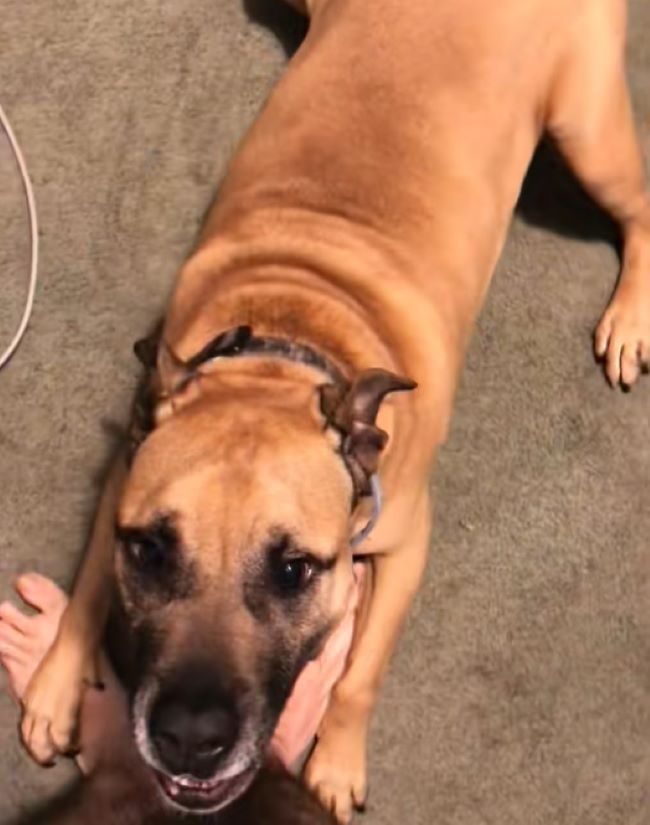 brown dog laying down