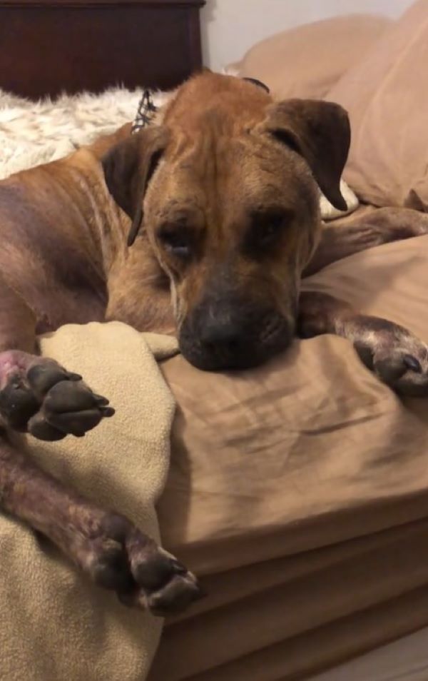brown dog laying on bed