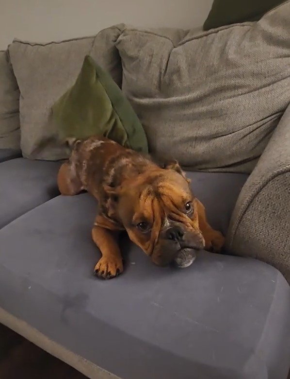 brown dog on couch
