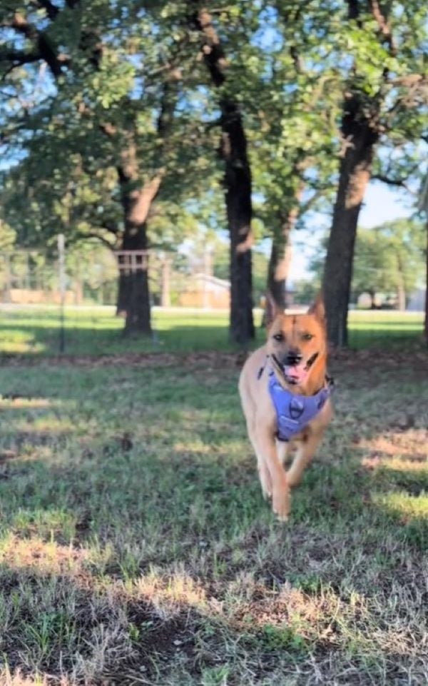 brown dog running