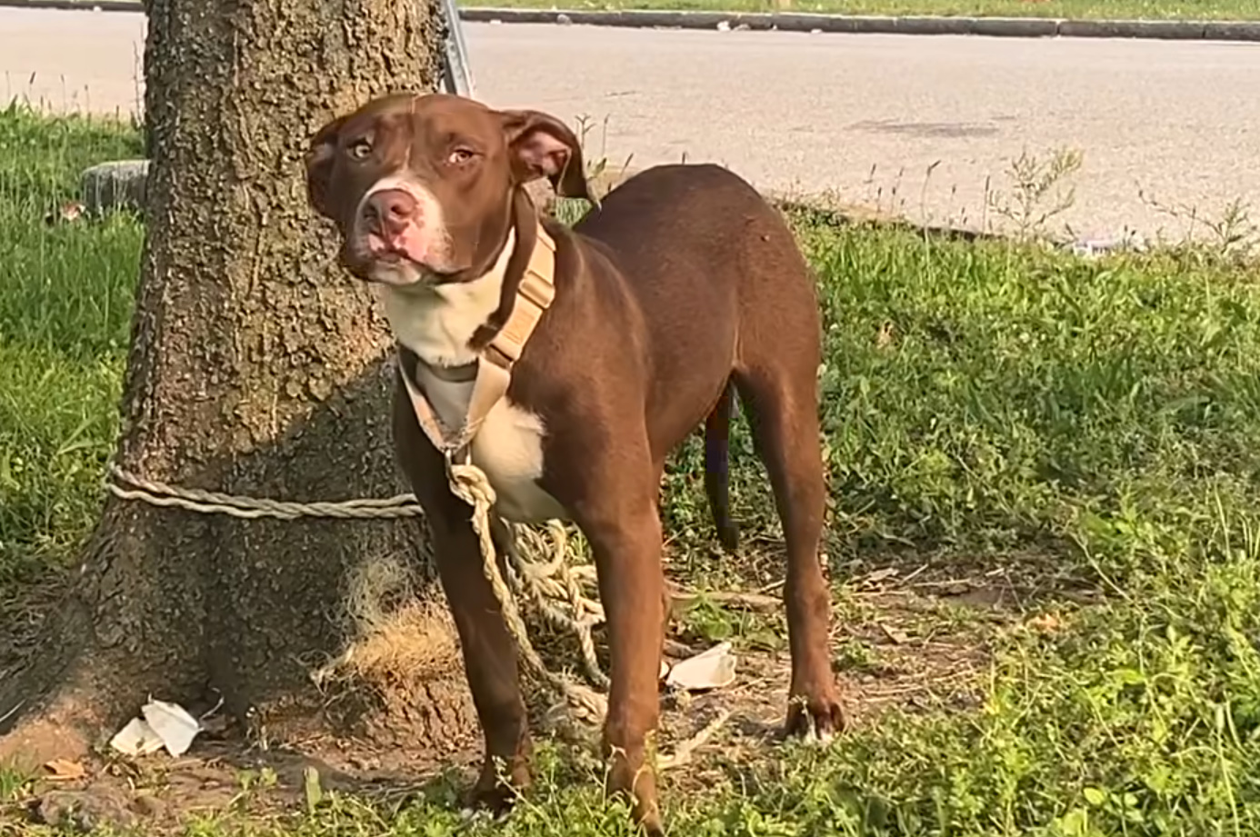 brown dog tied to a tree