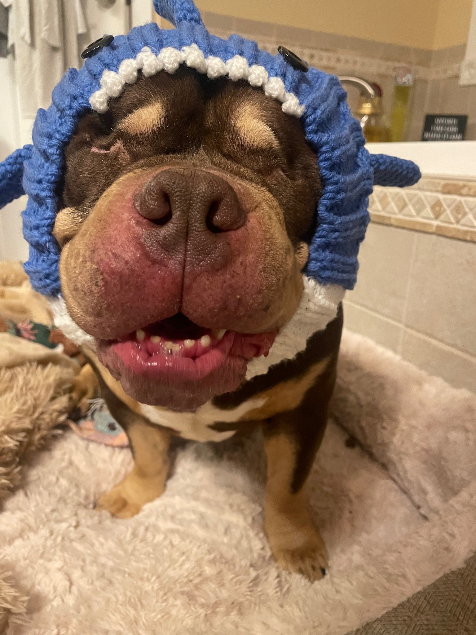 brown dog with hat