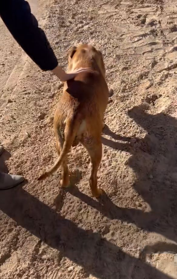 brown dog