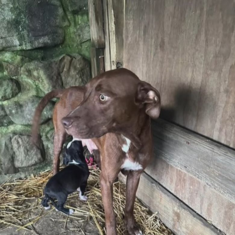 brown mother dog feeding a puppy