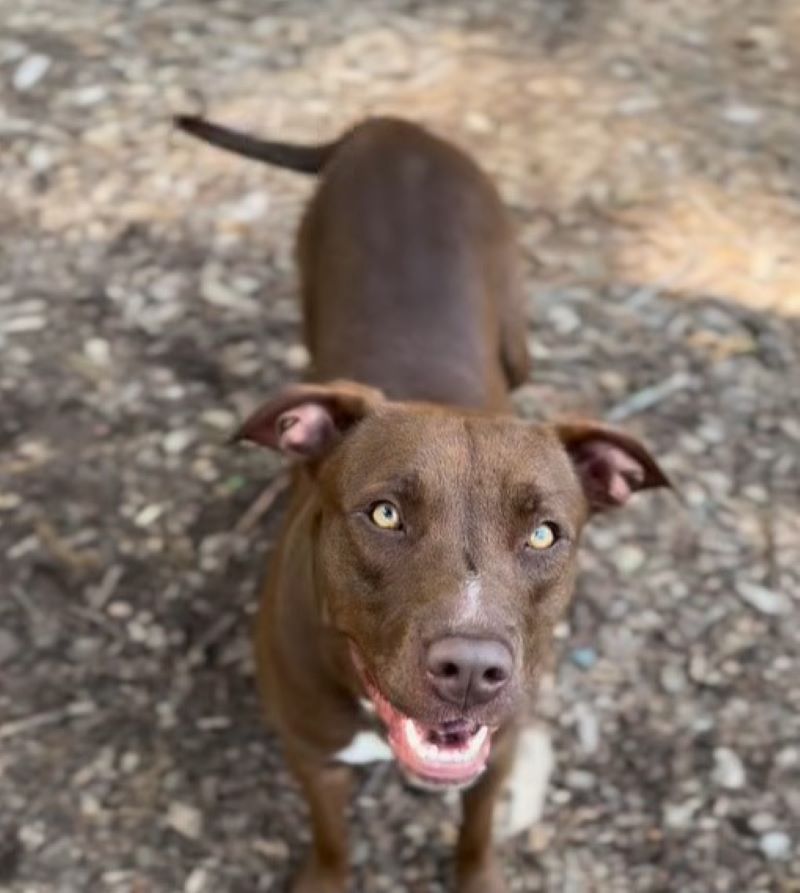 brown mother dog