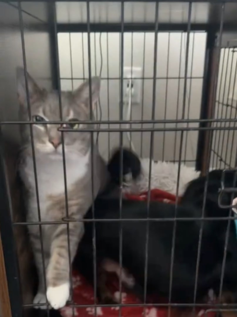 cats in crate