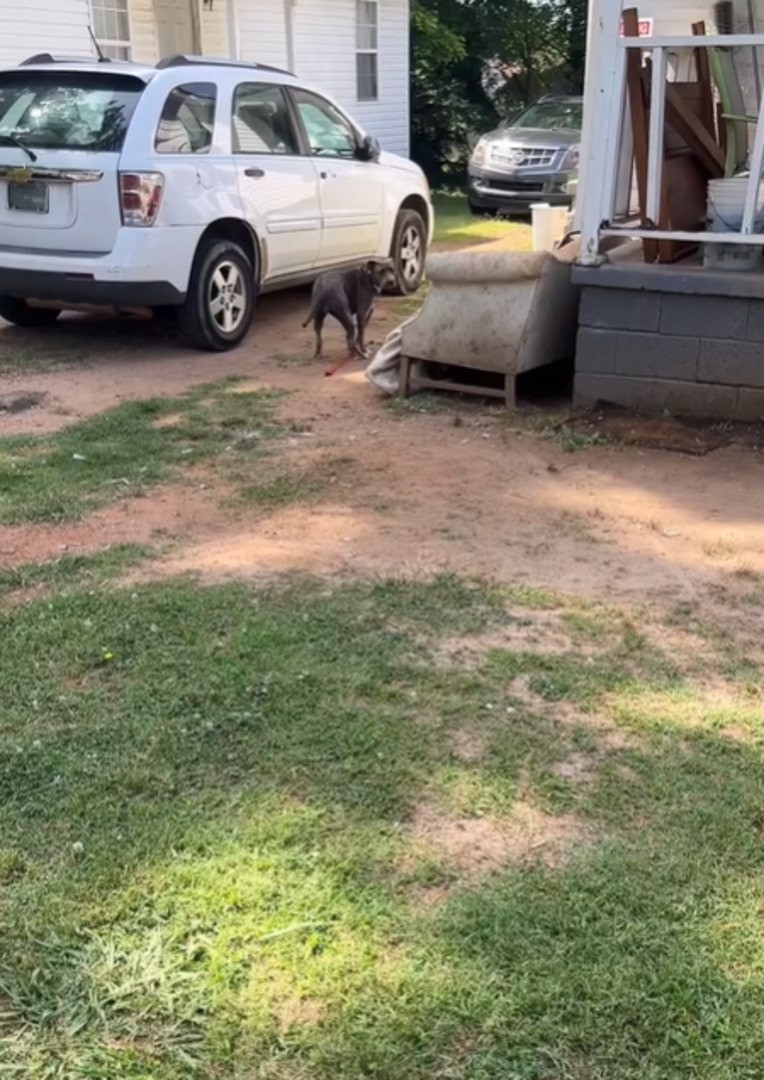 chained dog near house