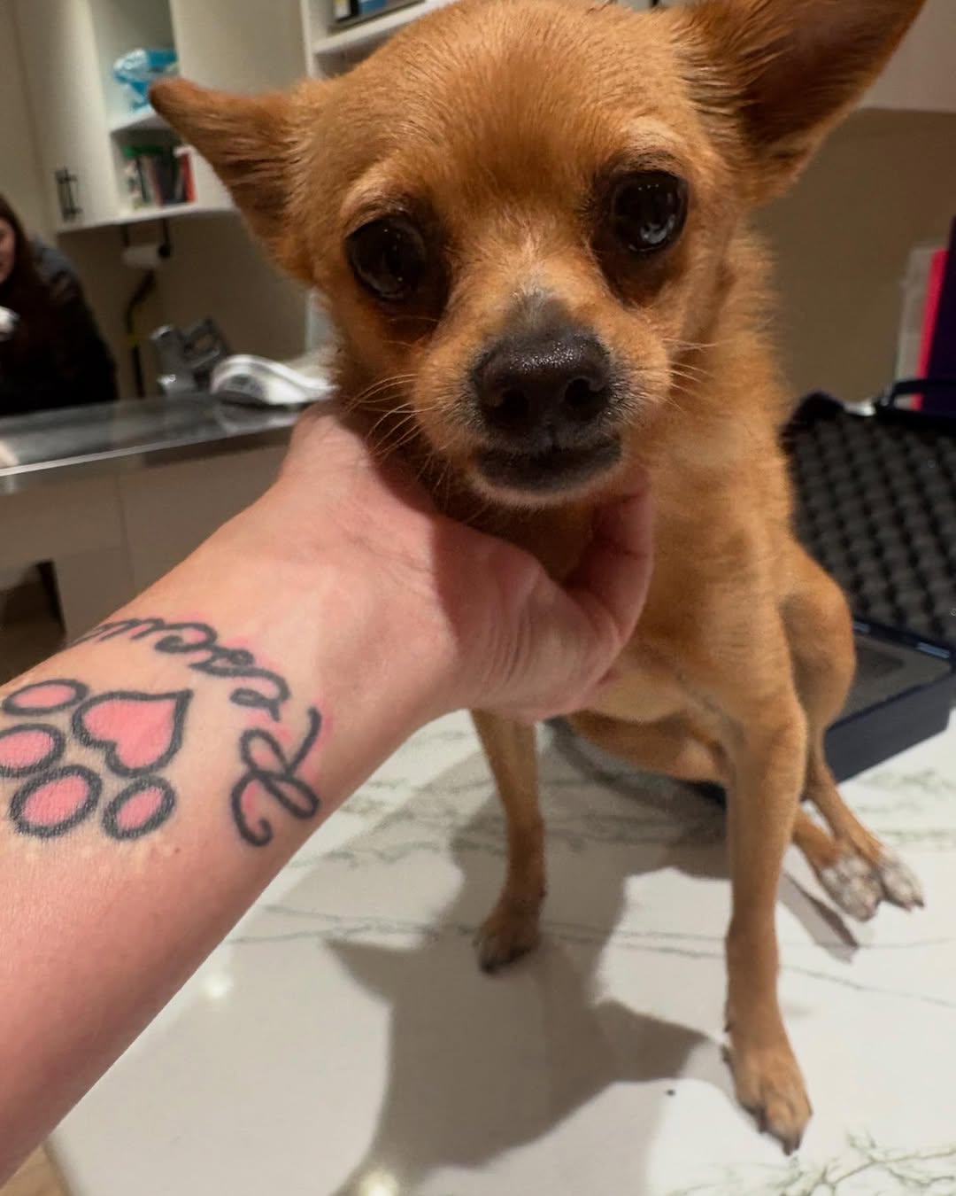 chihuahua at vets