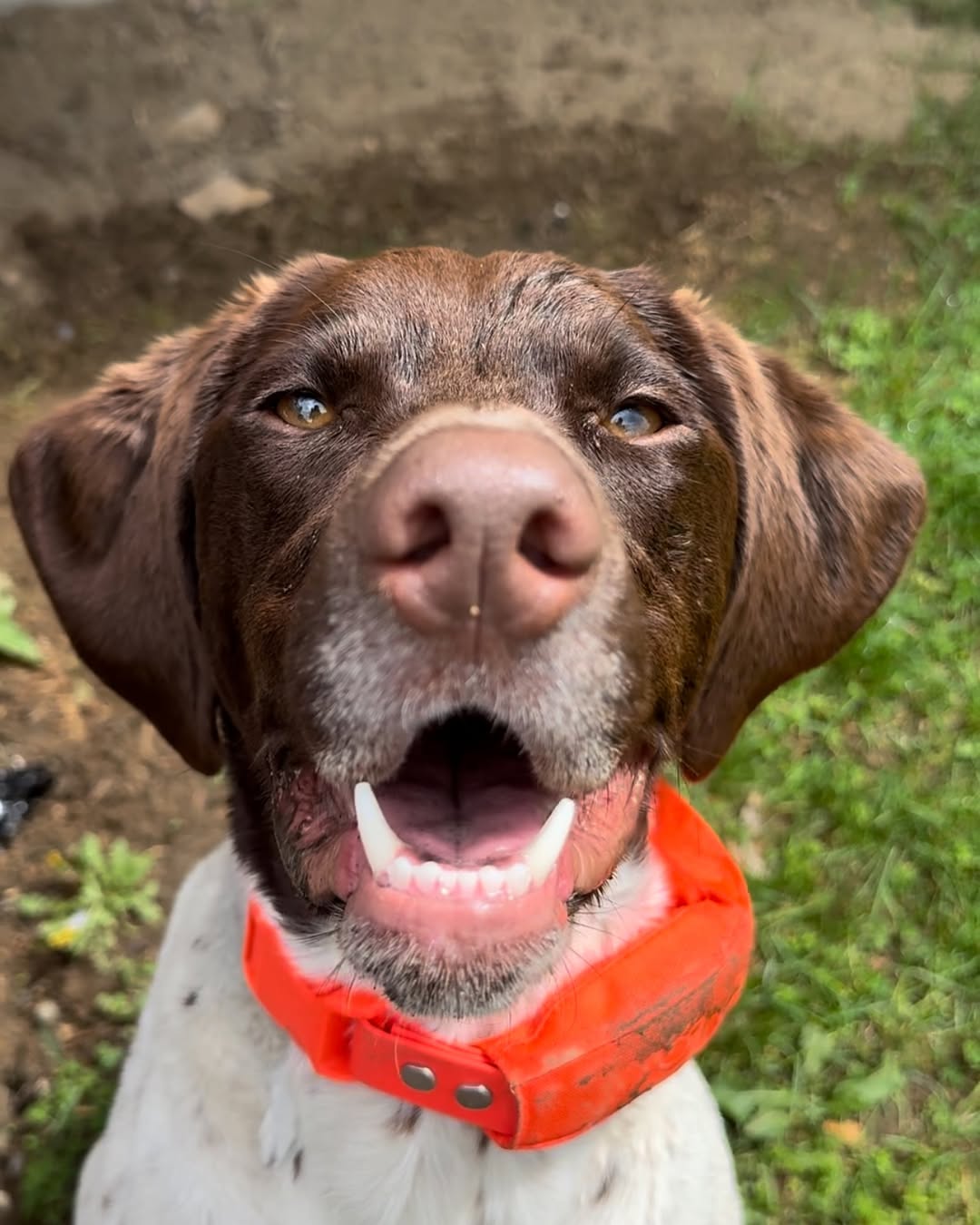 close view of cute dog