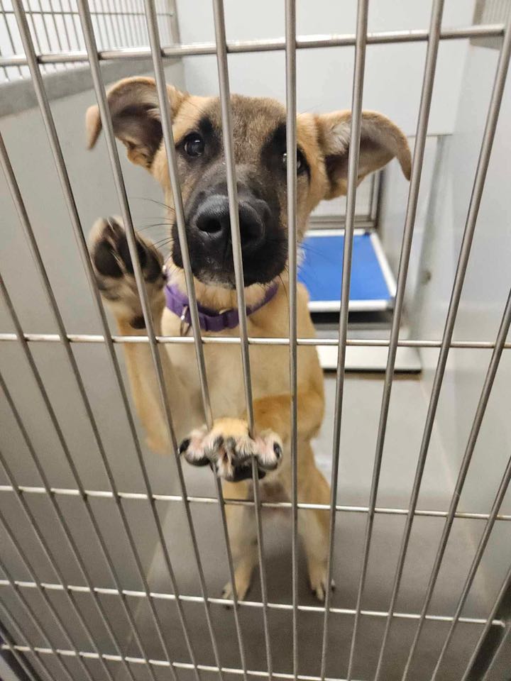 cute dog in cage