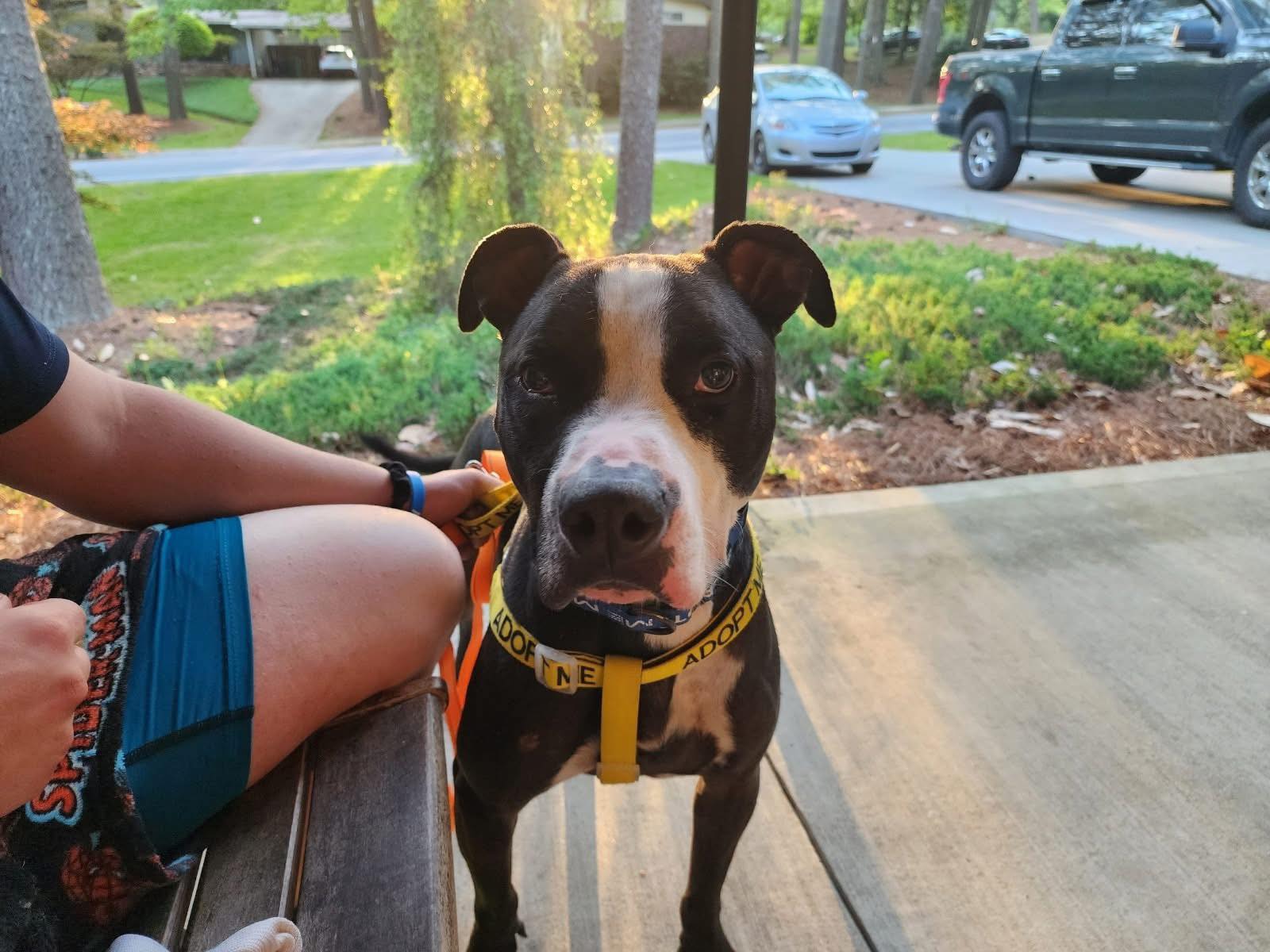 cute dog in front of house