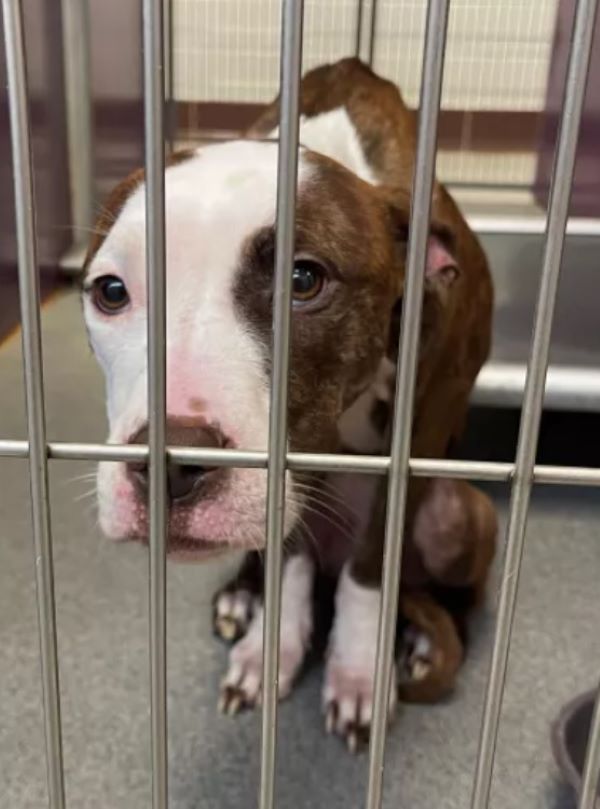 cute dog in shelter