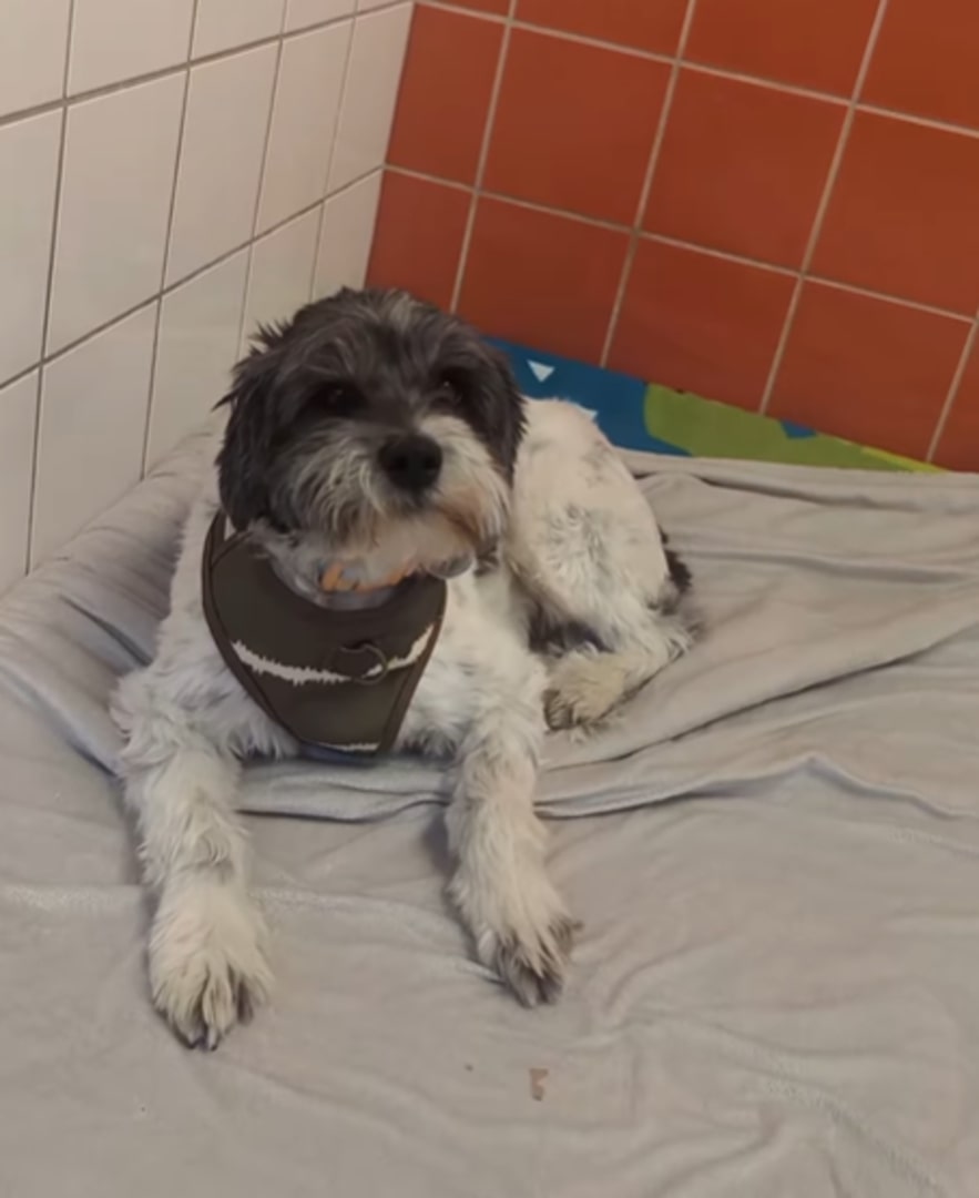 cute dog laying down