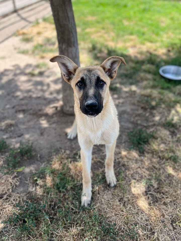 cute dog near tree