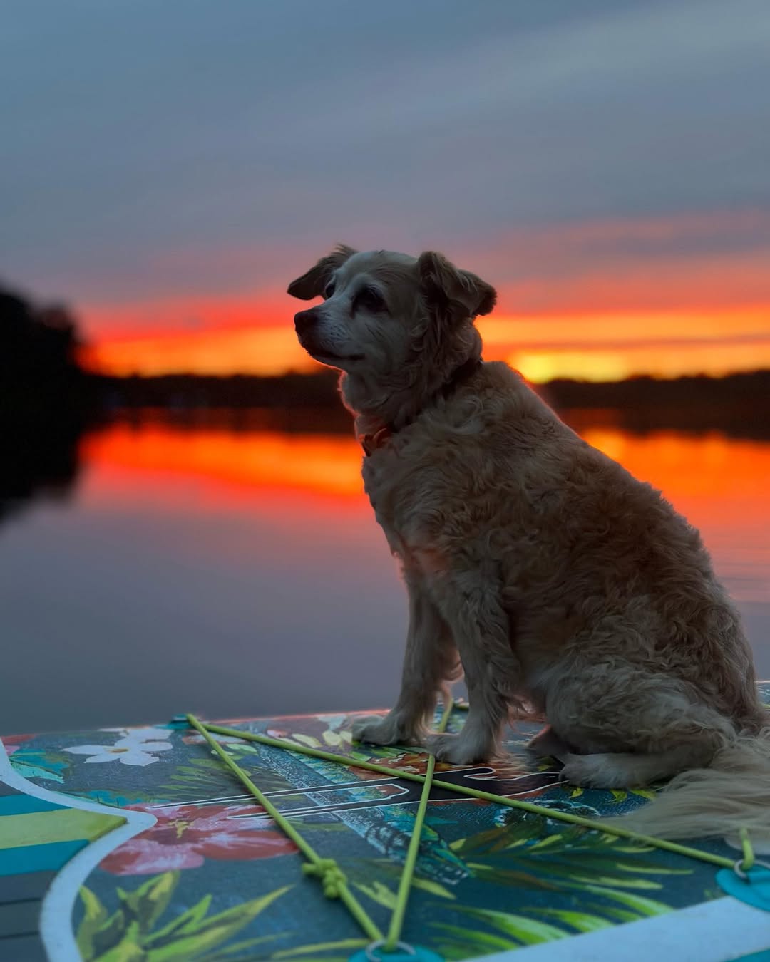 cute dog posing for picture