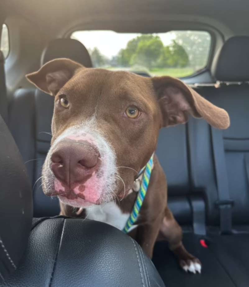 cute dog sitting in car