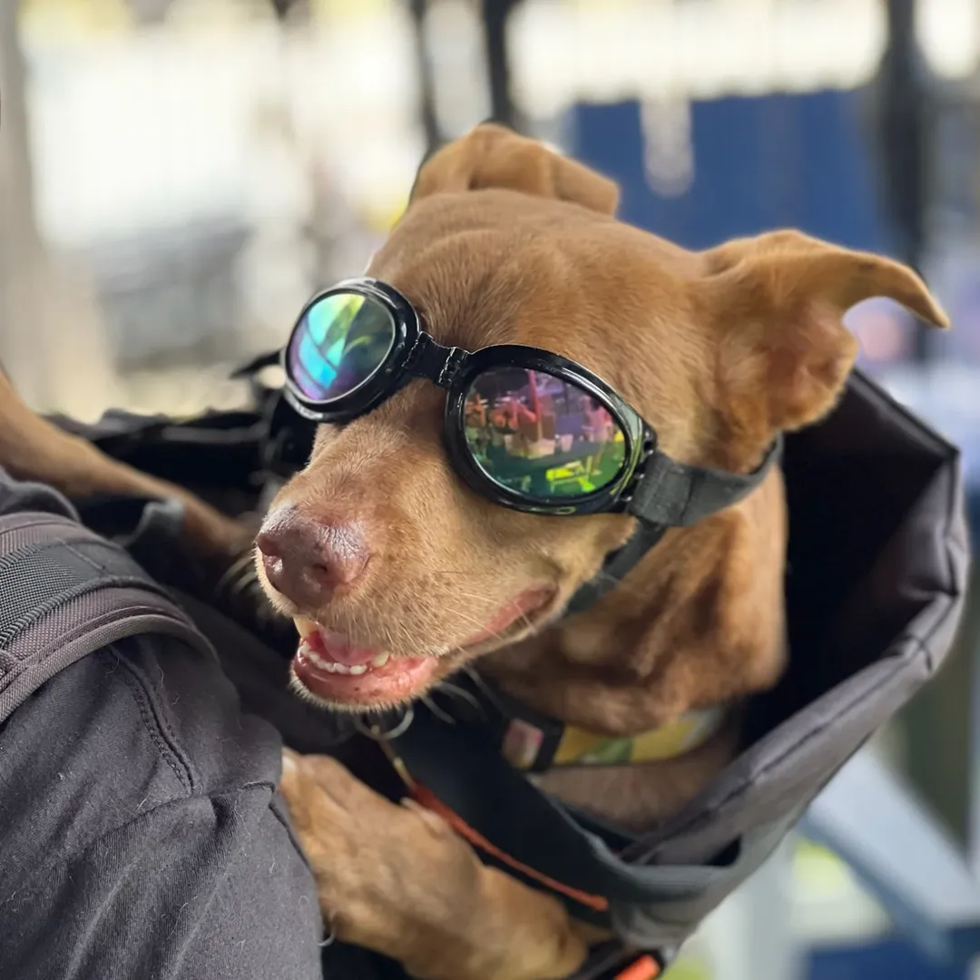 cute dog with glasses