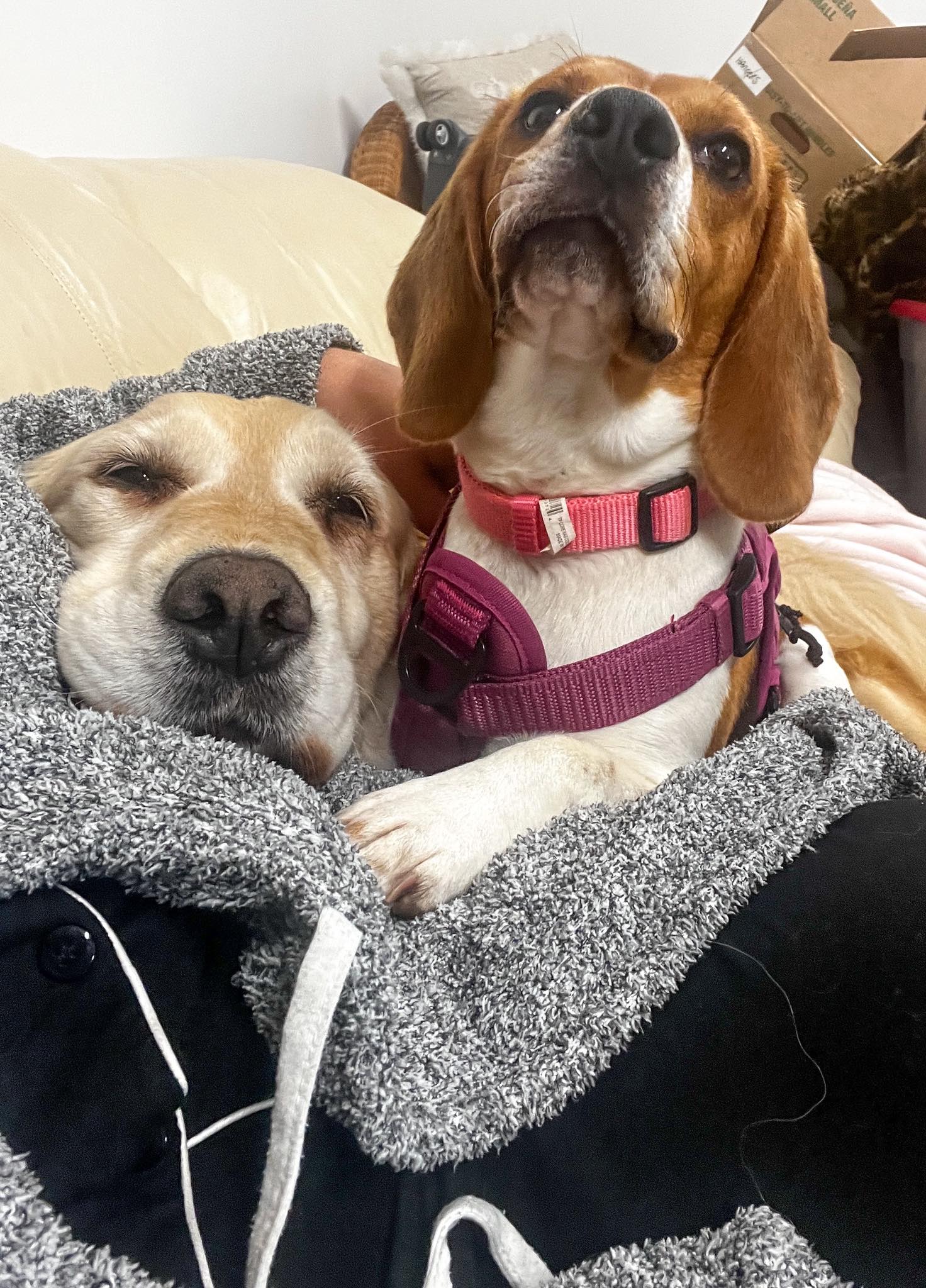 cute dogs hugging